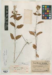 Scutellaria alabamensis image