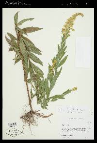 Solidago canadensis var. scabra image