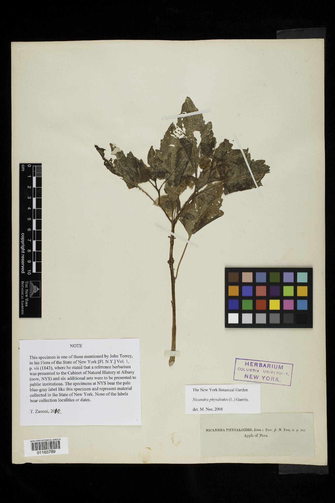 Nicandra physalodes image
