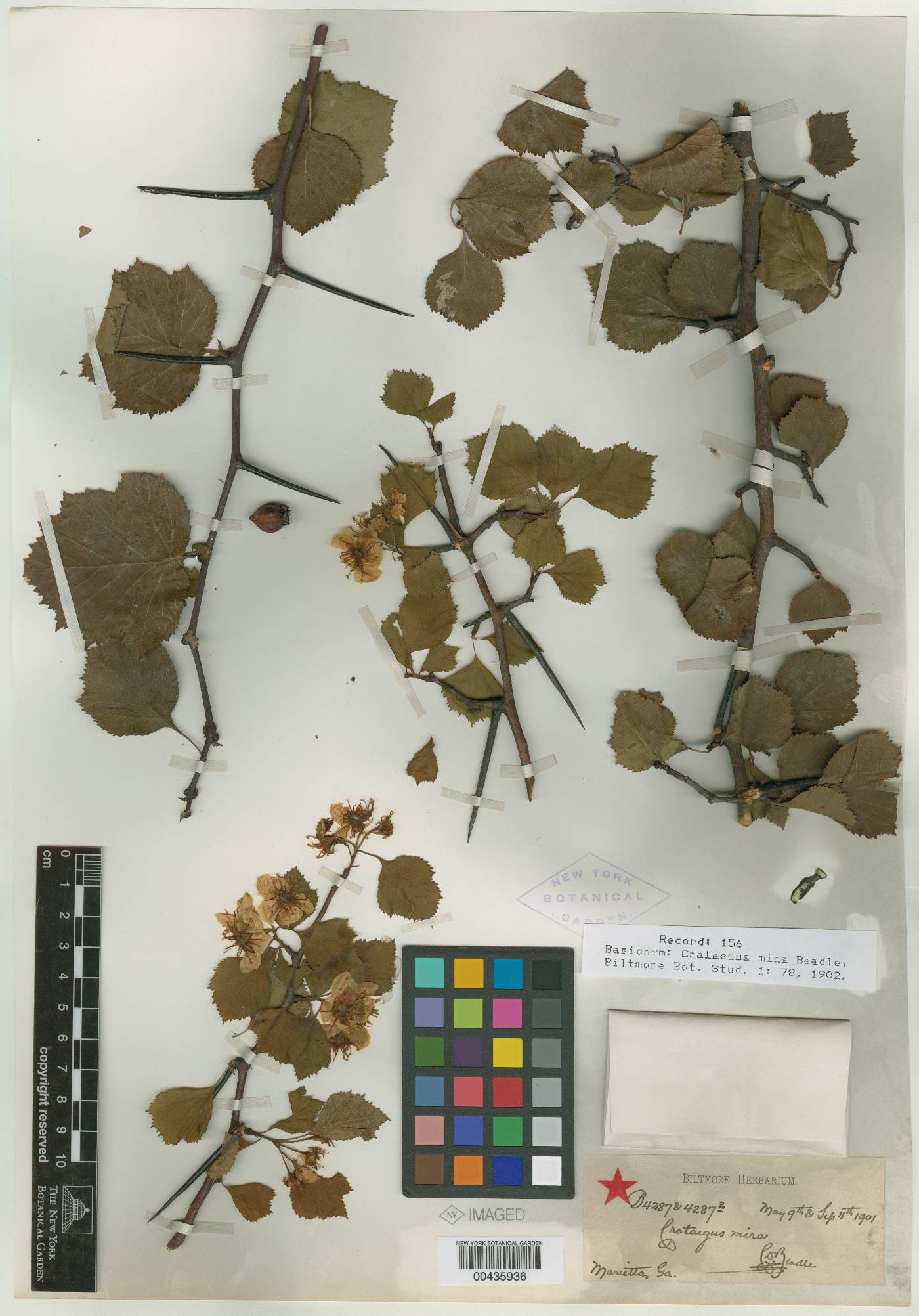 Crataegus mira image