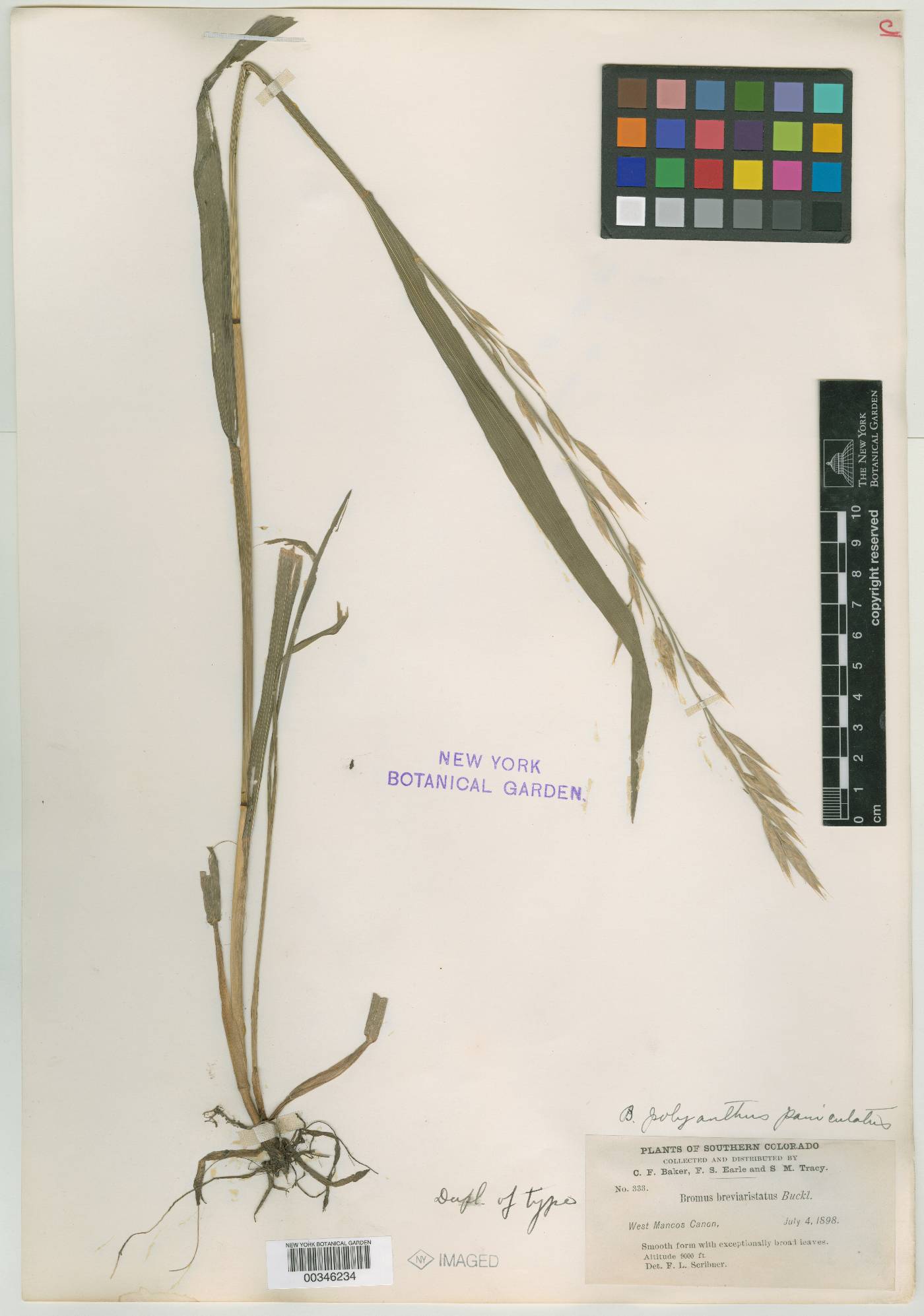 Bromus polyanthus var. paniculatus image