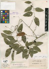 Smilax smallii image