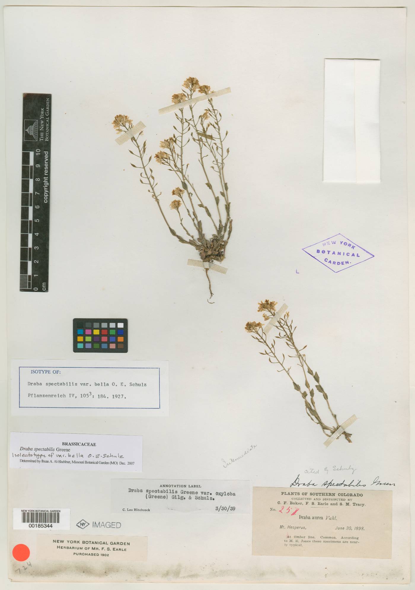 Draba spectabilis var. bella image