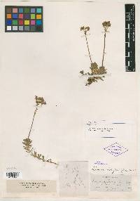 Saxifraga ledifolia image