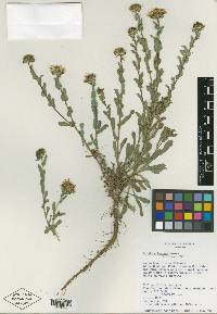 Grindelia turneri image