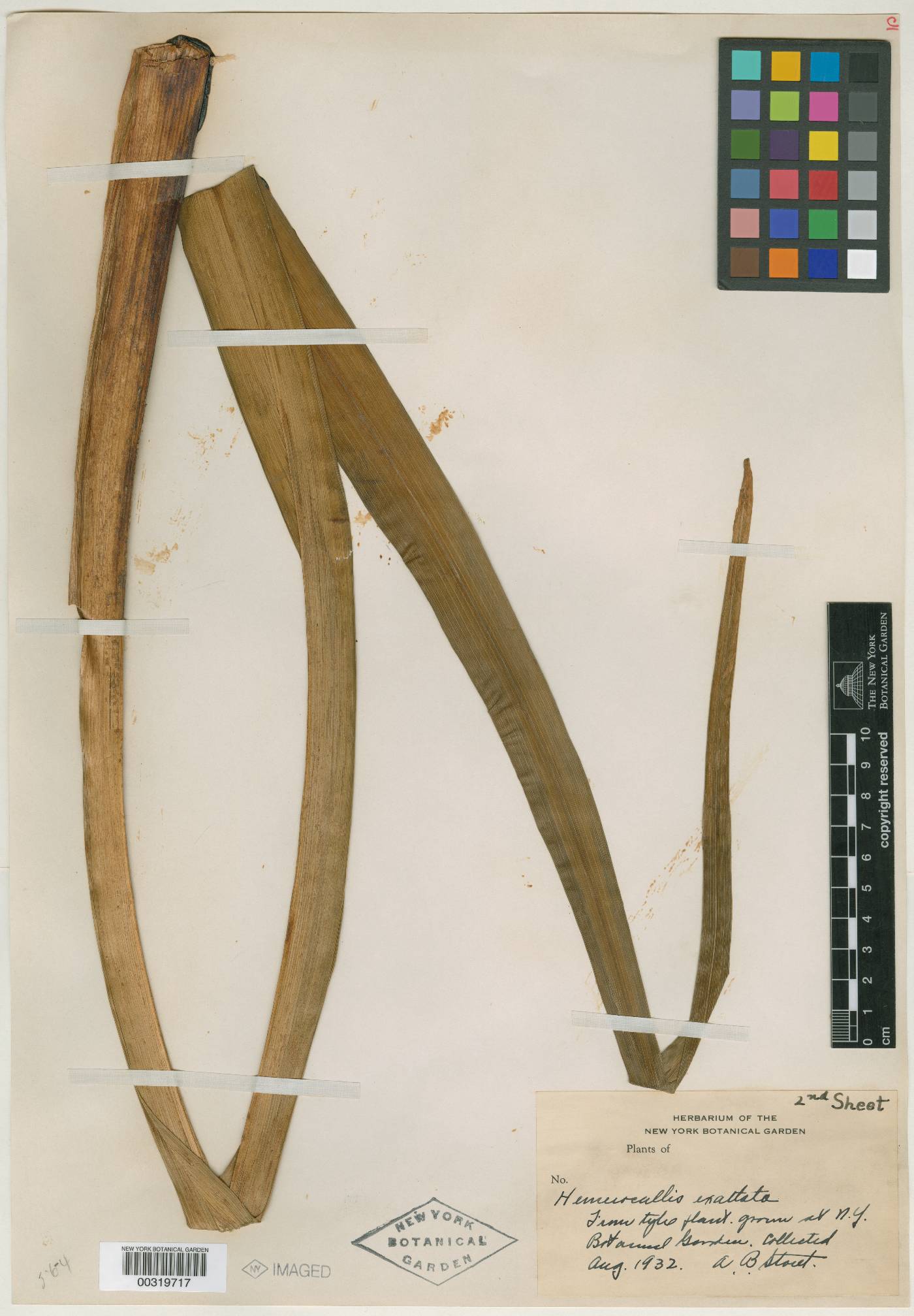 Hemerocallis middendorffii var. exaltata image