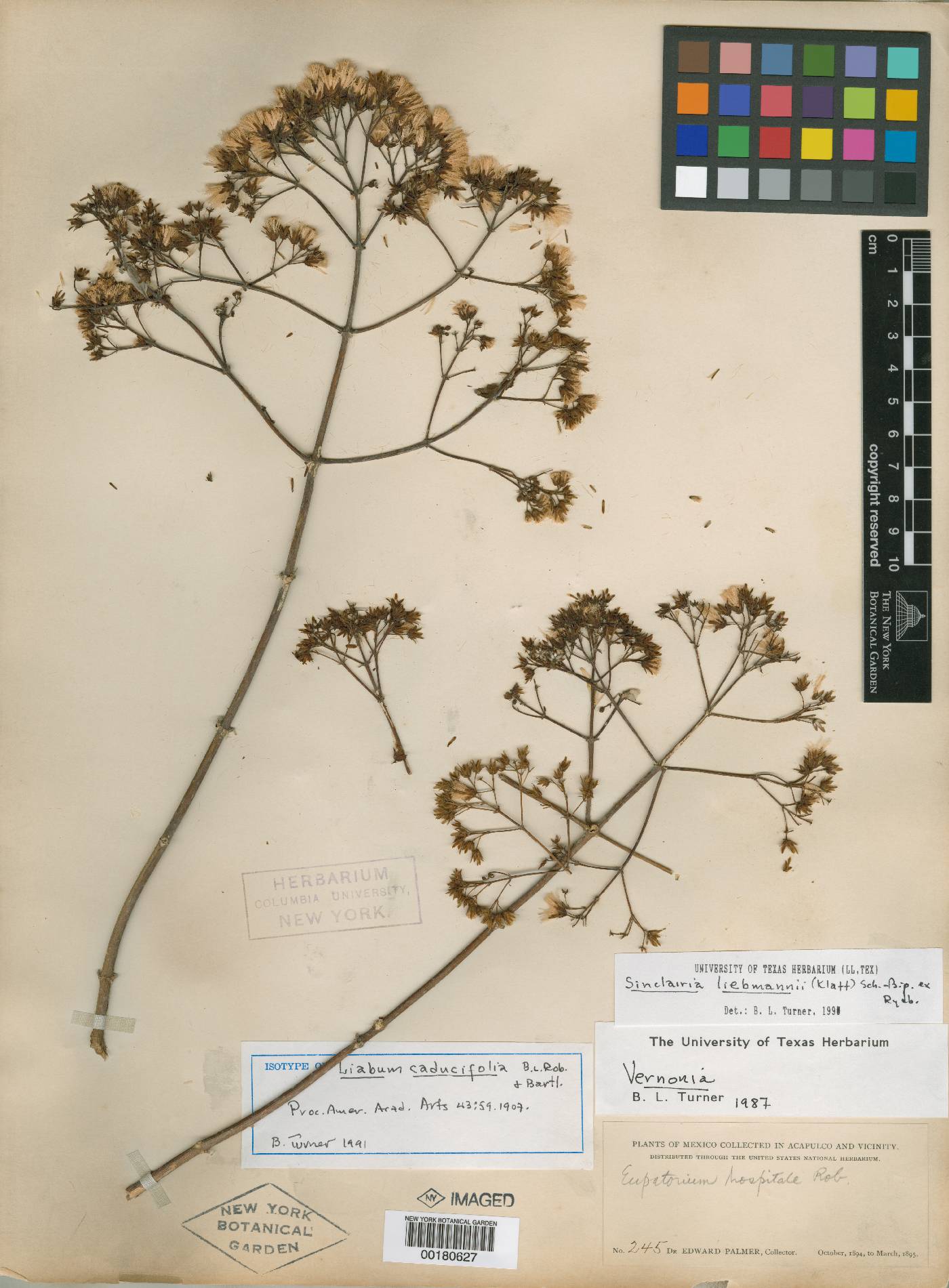 Liabum caducifolium image