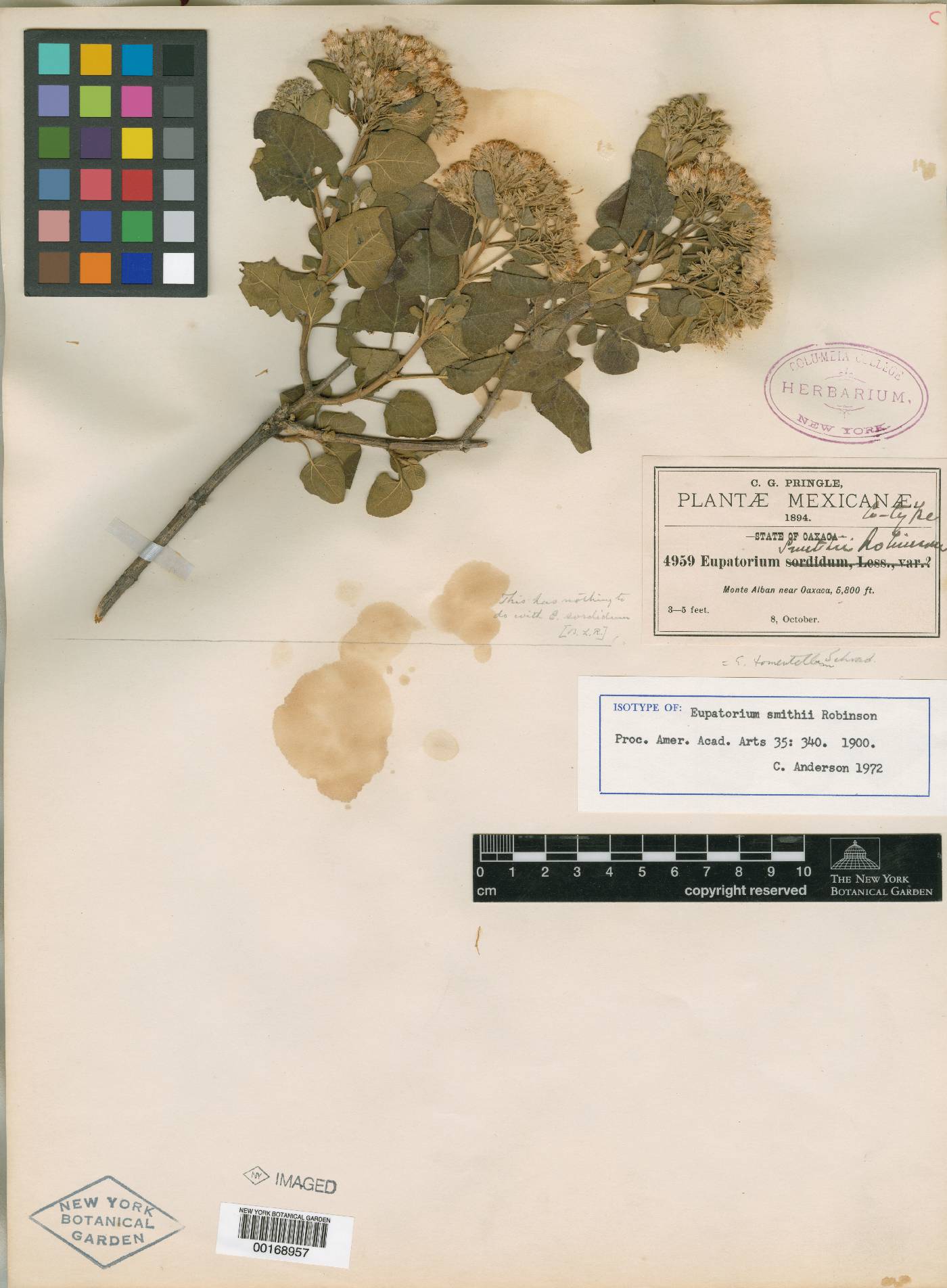 Eupatorium smithii image