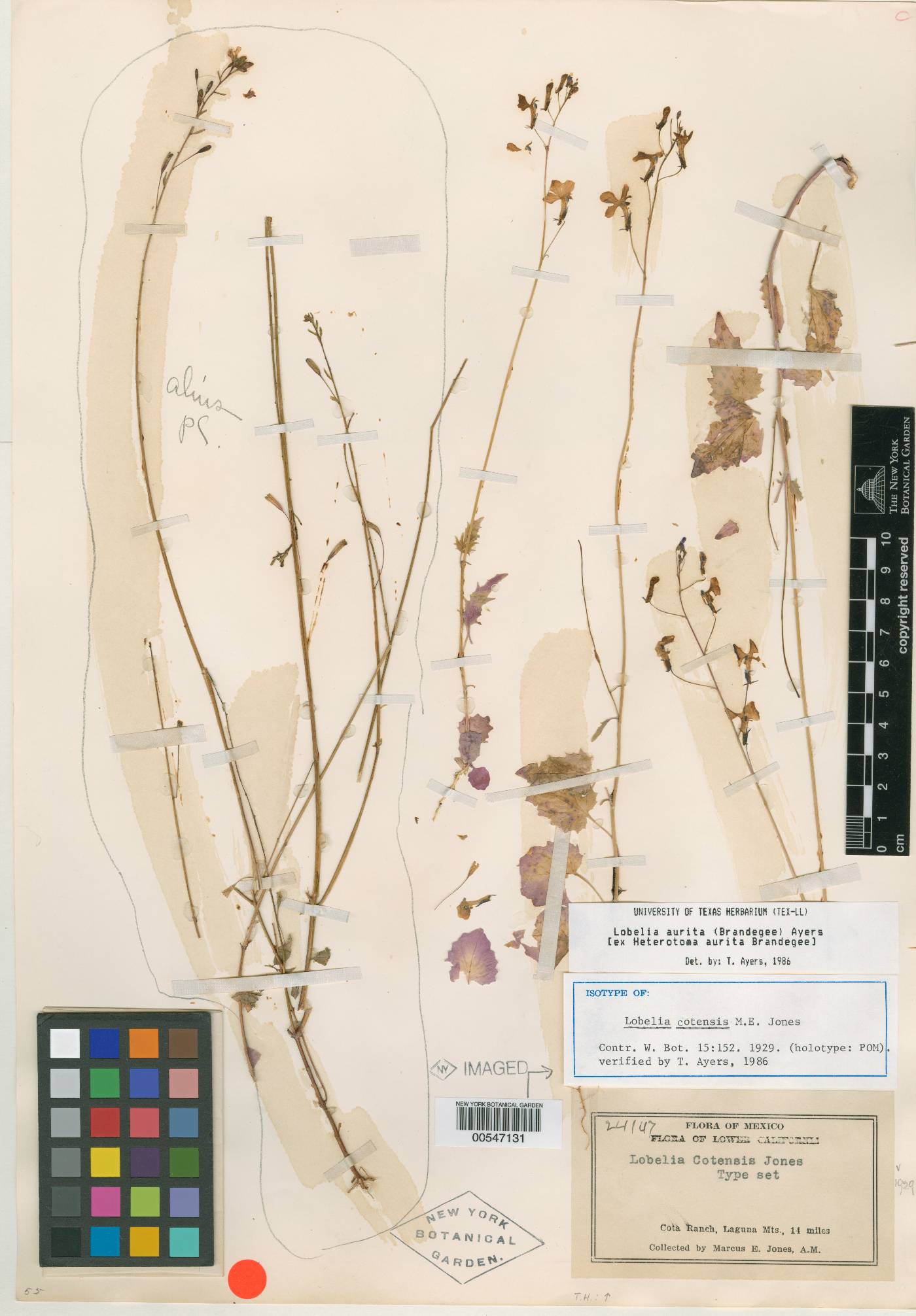 Lobelia aurita image