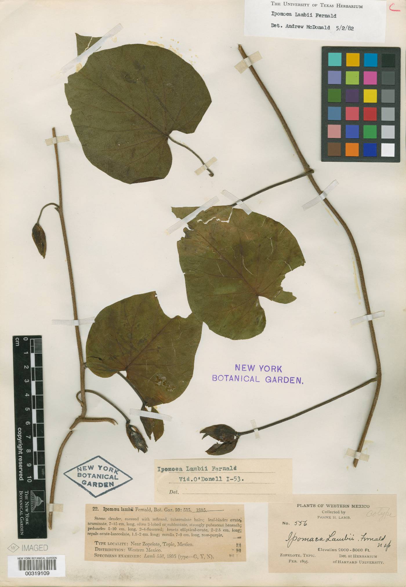 Ipomoea lambii image