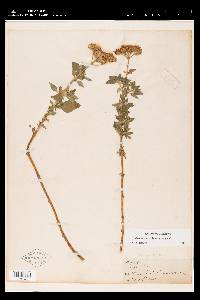 Ageratum conyzoides image