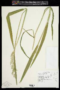 Torreyochloa pallida var. pauciflora image