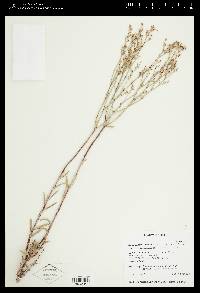 Eriogonum leptocladon var. ramosissimum image