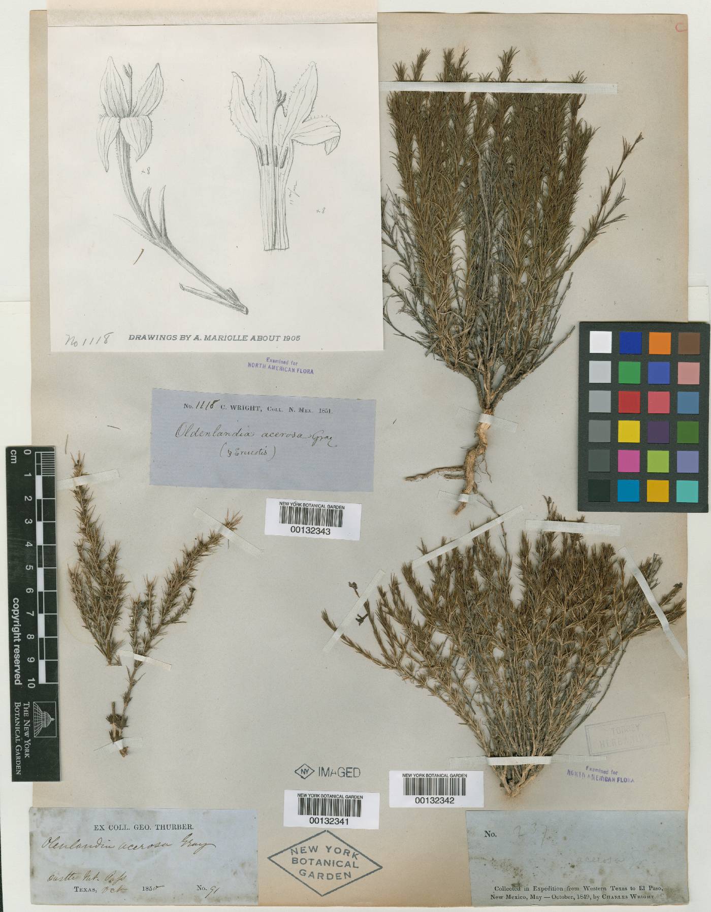 Oldenlandia acerosa image