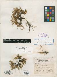 Douglasia biflora image