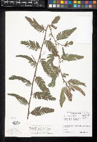 Chamaecrista nictitans var. pilosa image