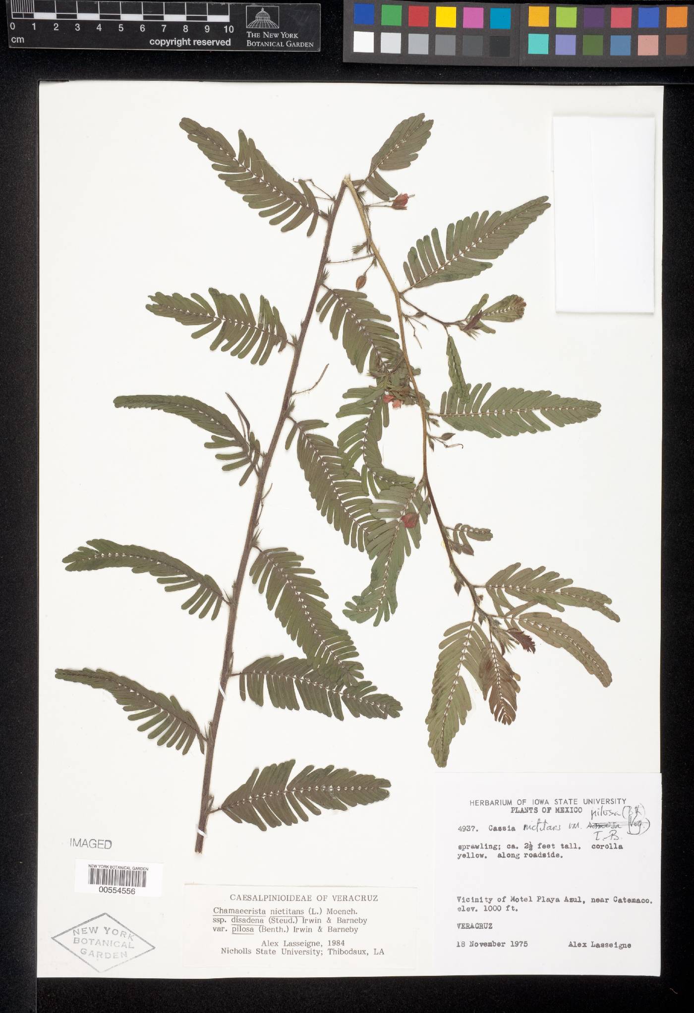 Chamaecrista nictitans var. pilosa image