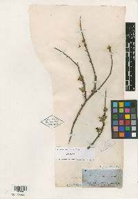 Leucophyllum minus image