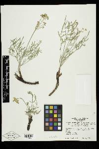 Lomatium packardiae image