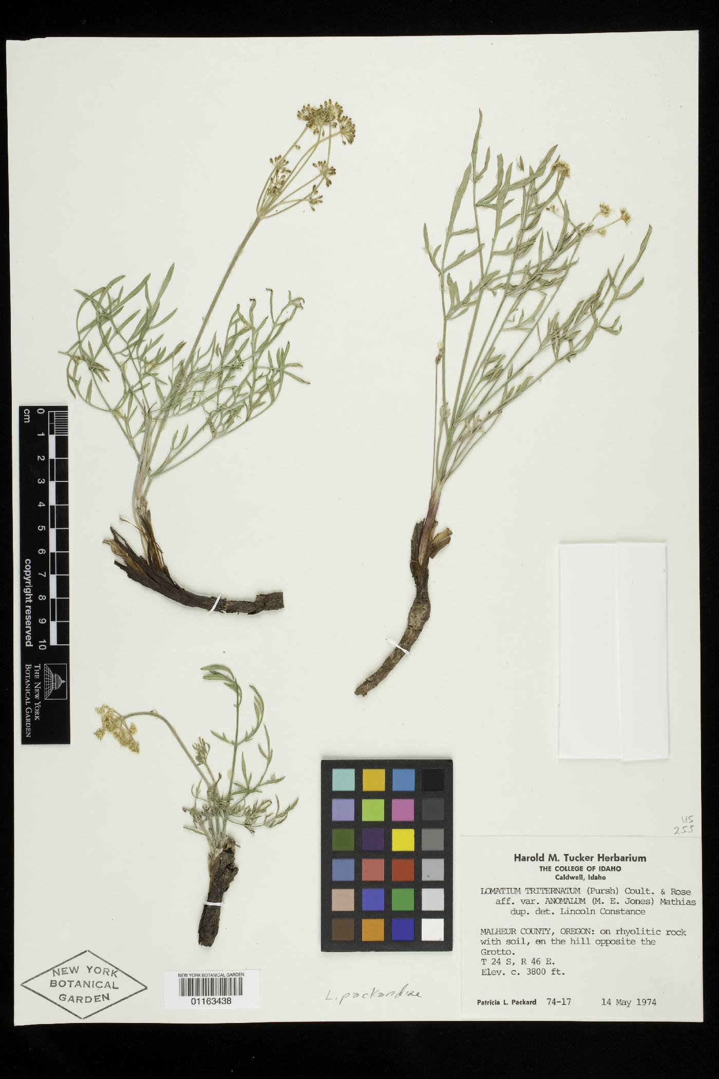 Lomatium packardiae image