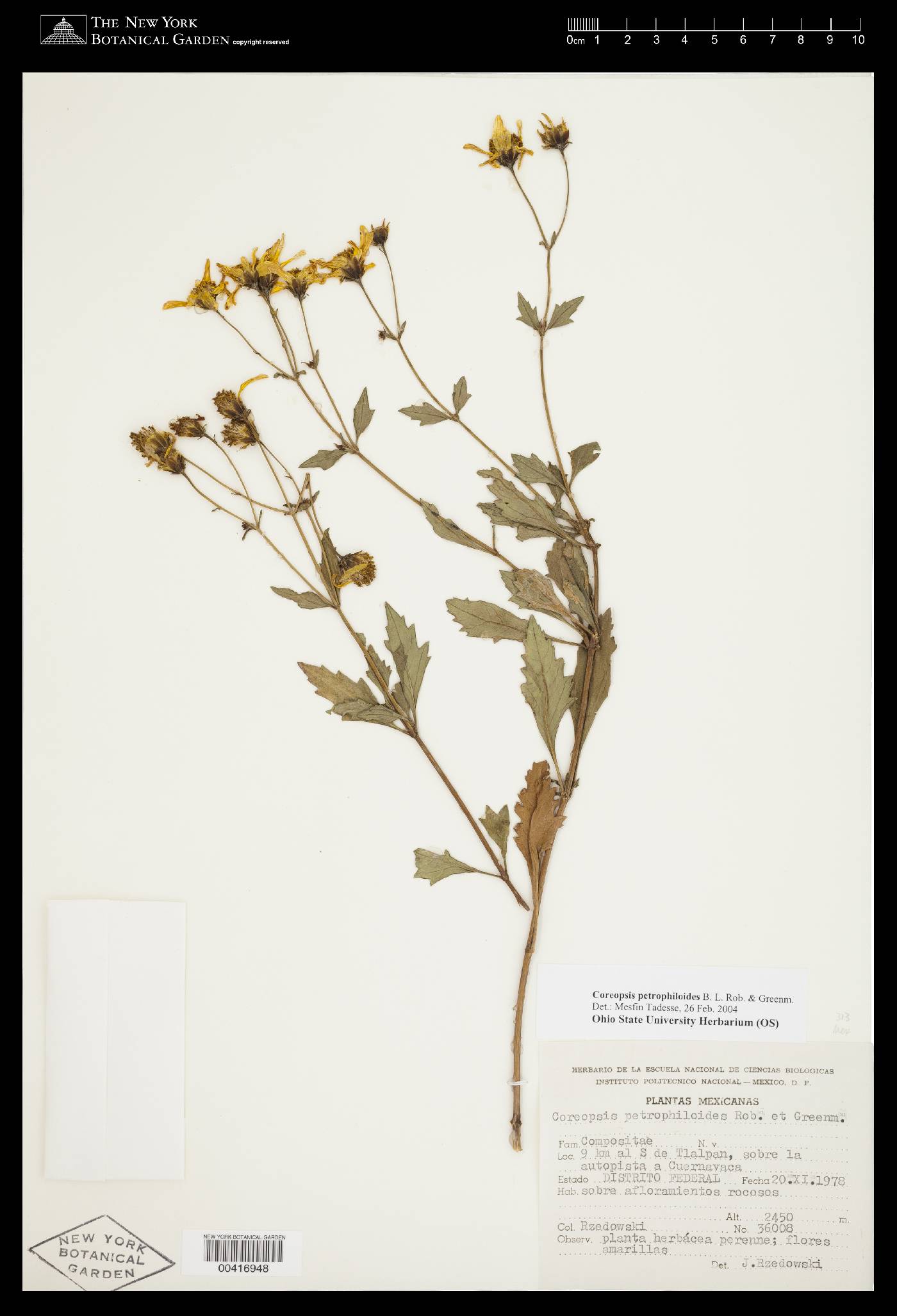 Coreopsis petrophiloides image