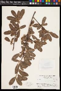 Bursera crenata image