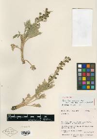 Artemisia norvegica image