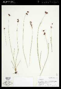 Juncus longistylis image