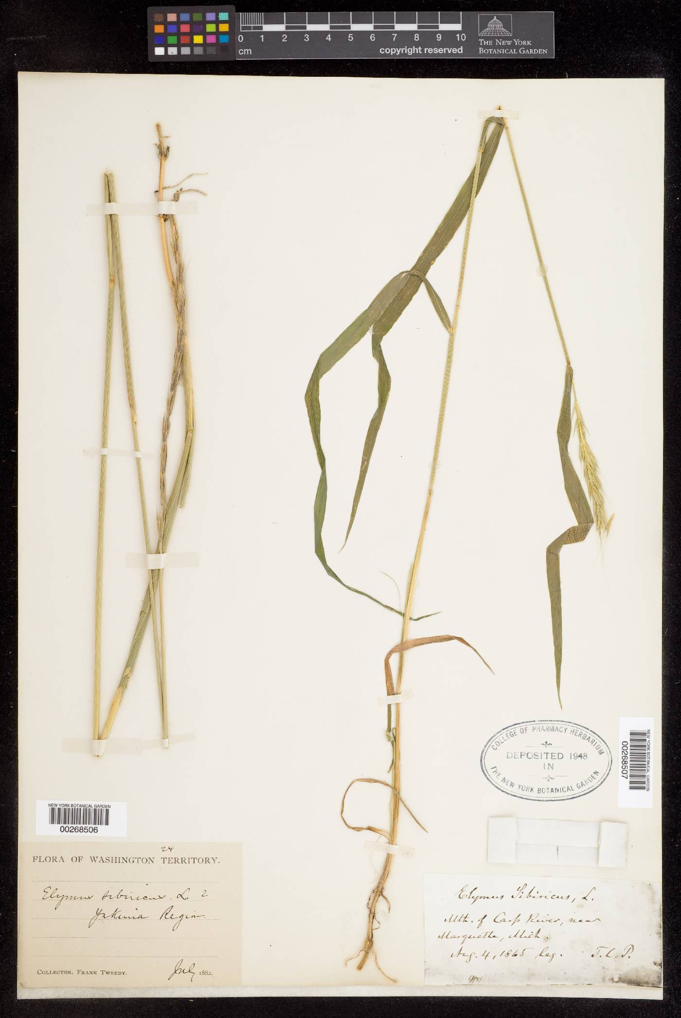 Elymus sibiricus image