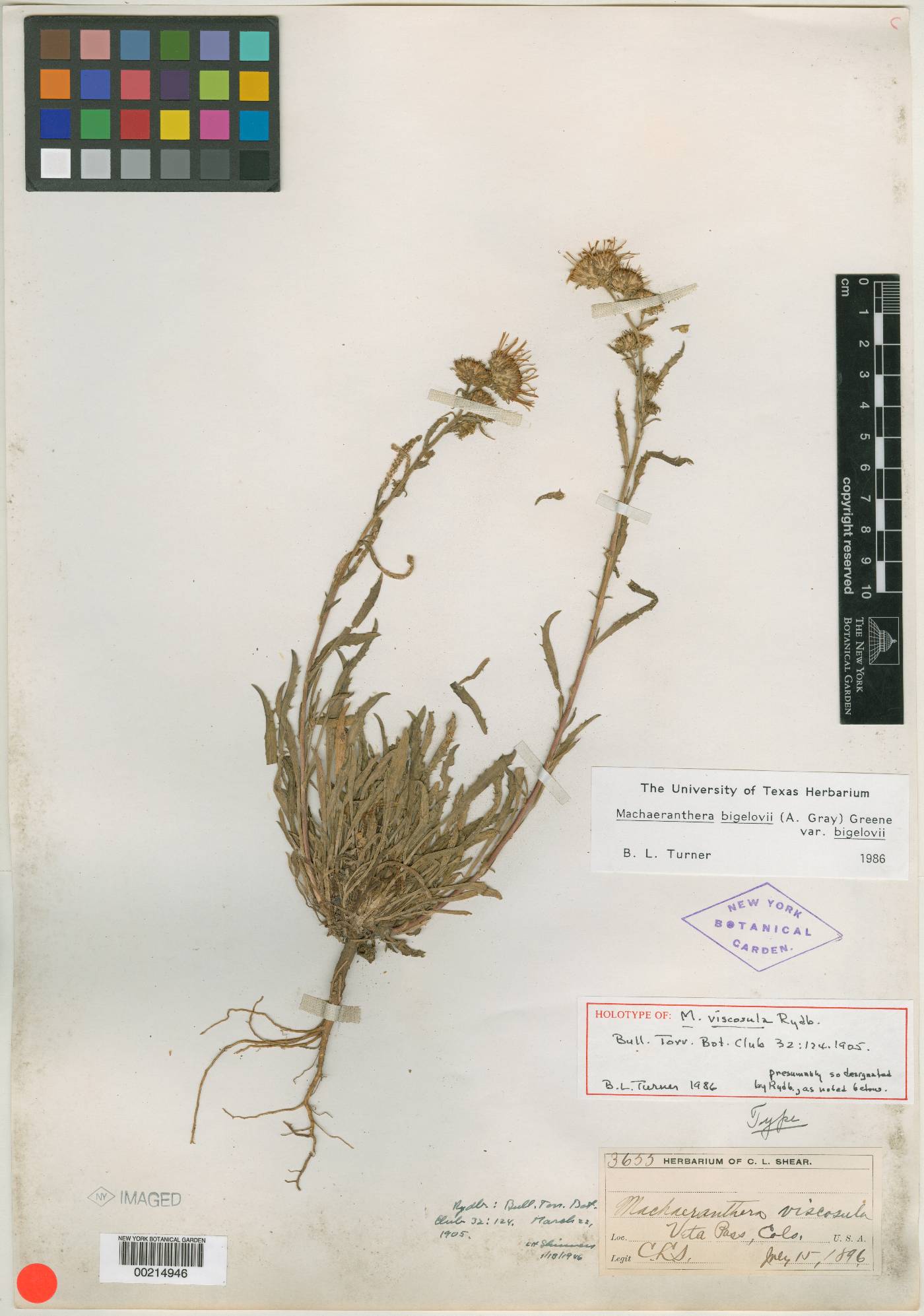 Machaeranthera viscosula image