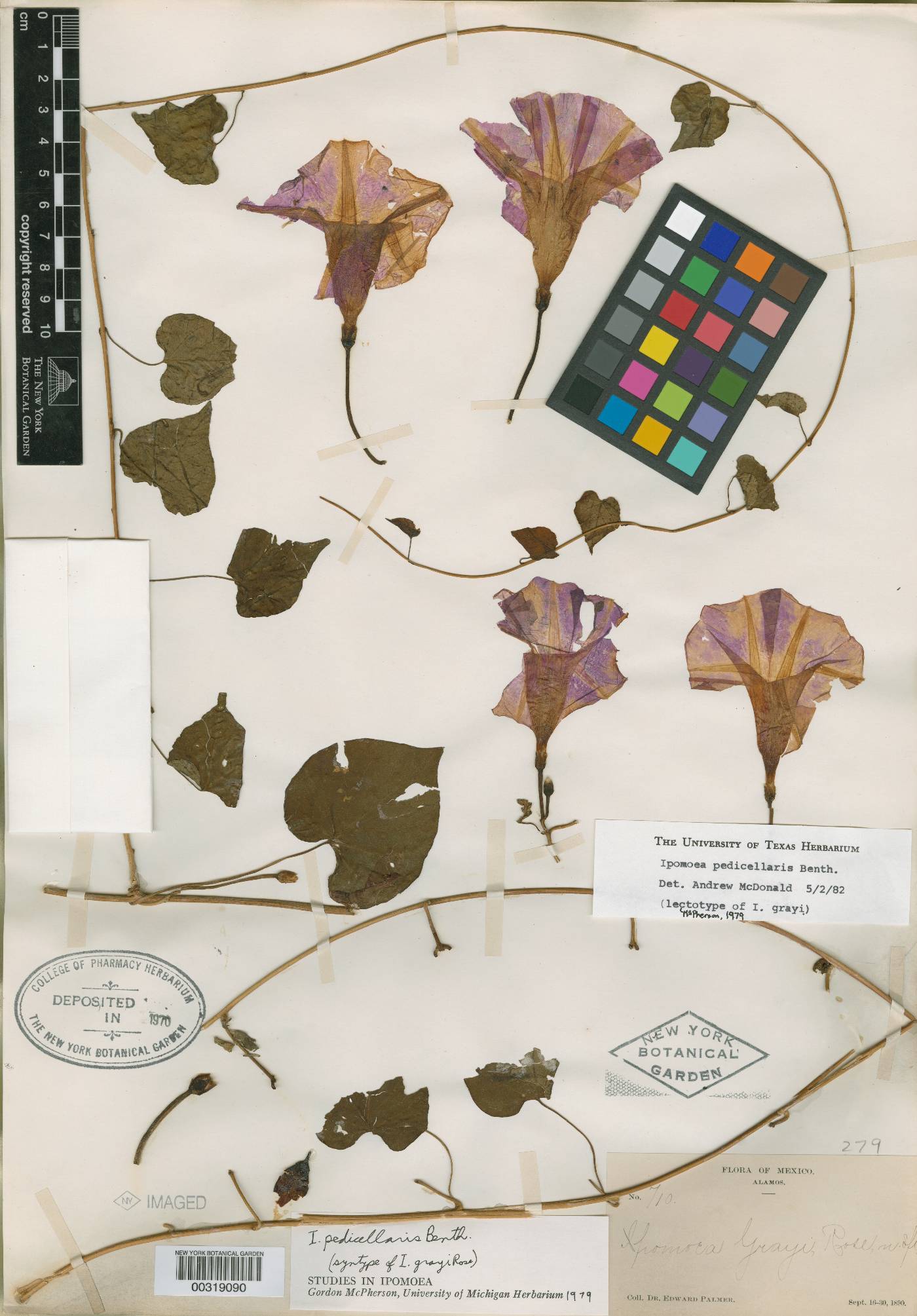 Ipomoea pedicellaris image