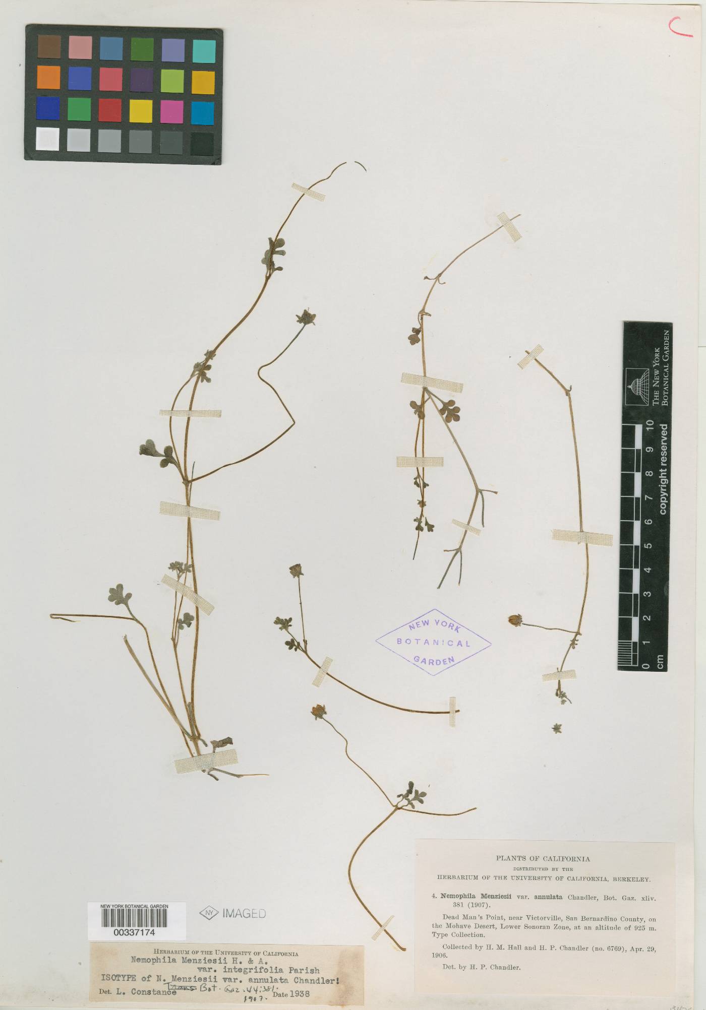 Nemophila menziesii var. annulata image