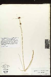 Rhynchospora cephalantha image