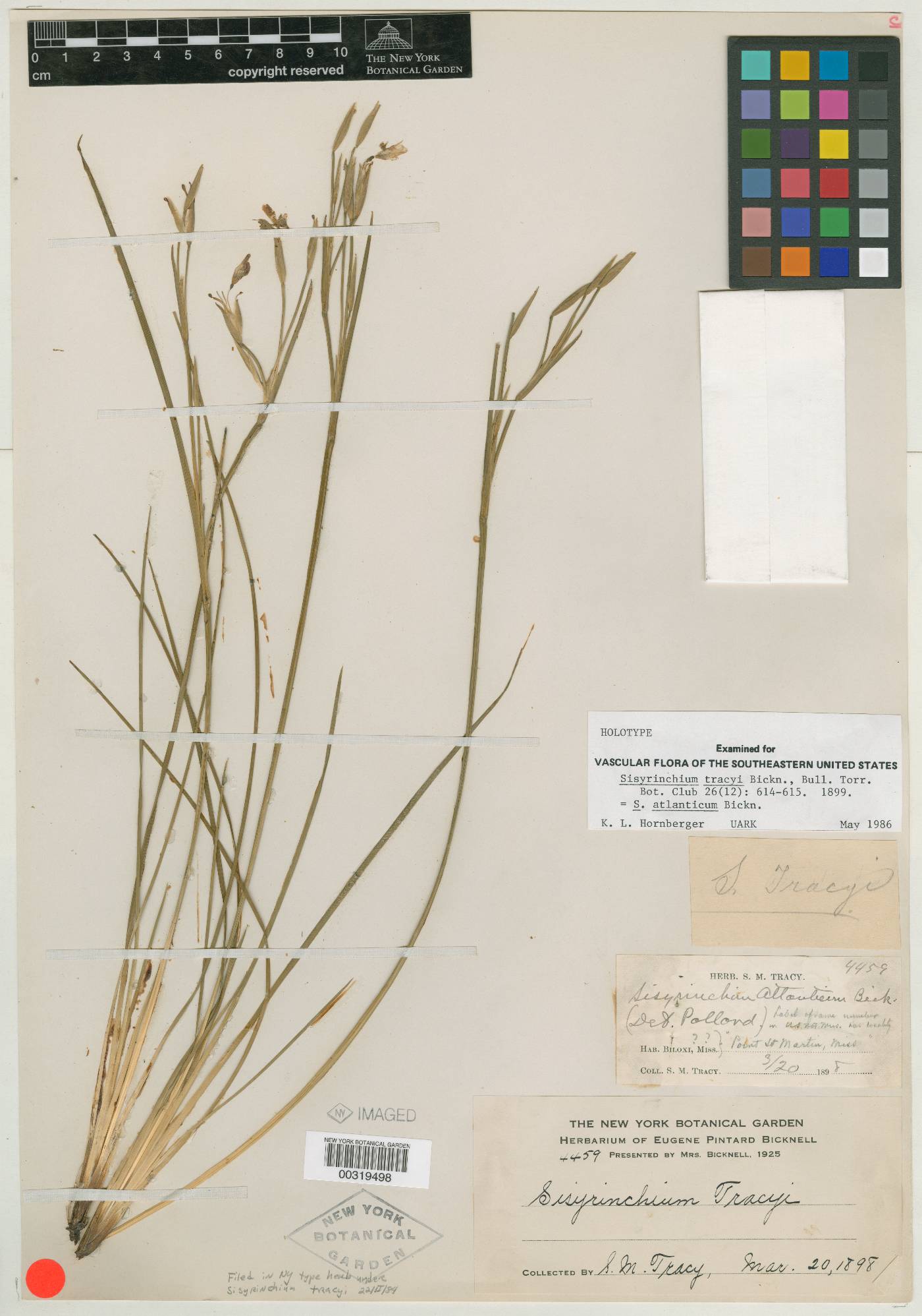 Sisyrinchium tracyi image
