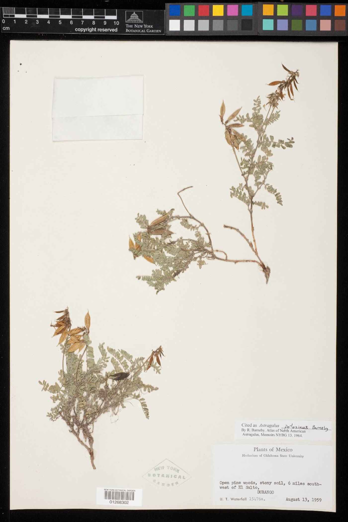 Astragalus potosinus image