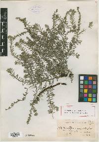 Heliotropium horizontale image