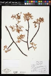 Bursera heteresthes image