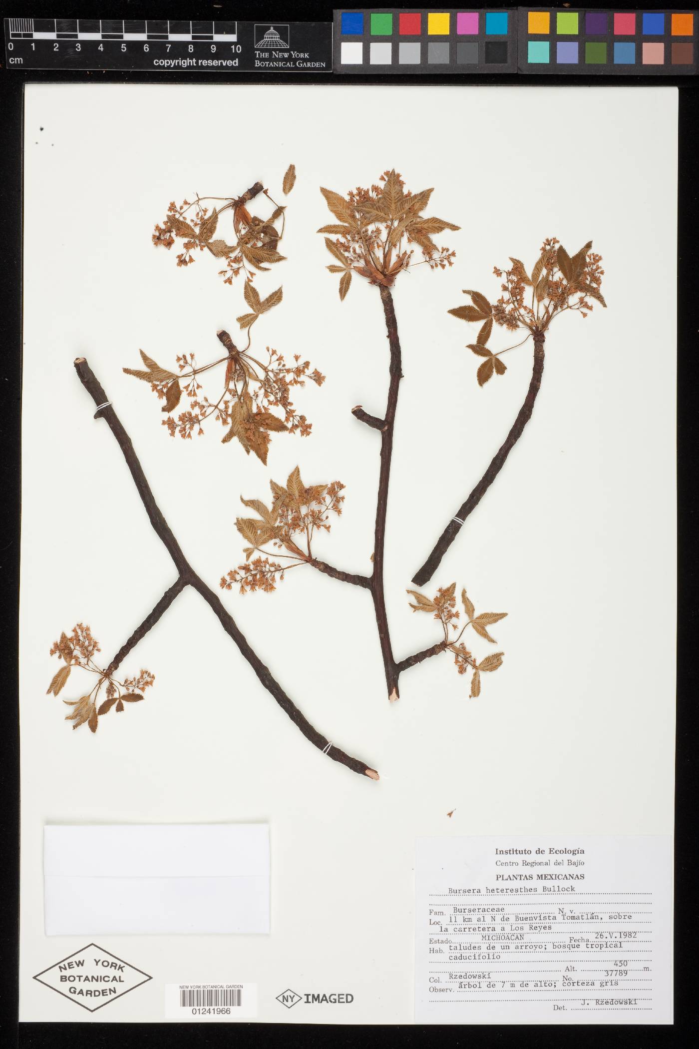 Bursera heteresthes image