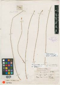 Eleocharis macrostachya image