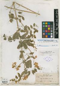 Lathyrus pauciflorus var. utahensis image
