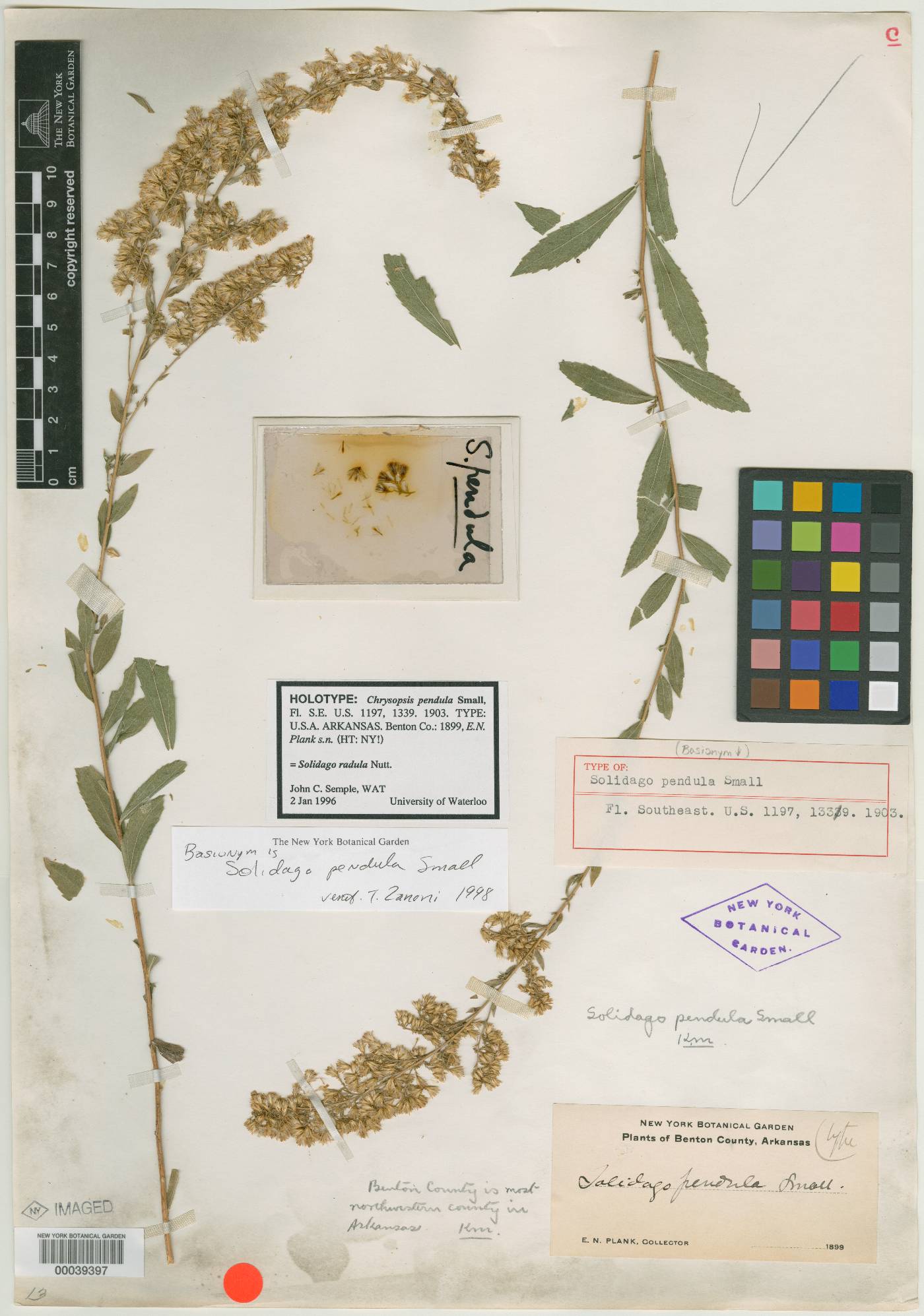 Solidago pendula image