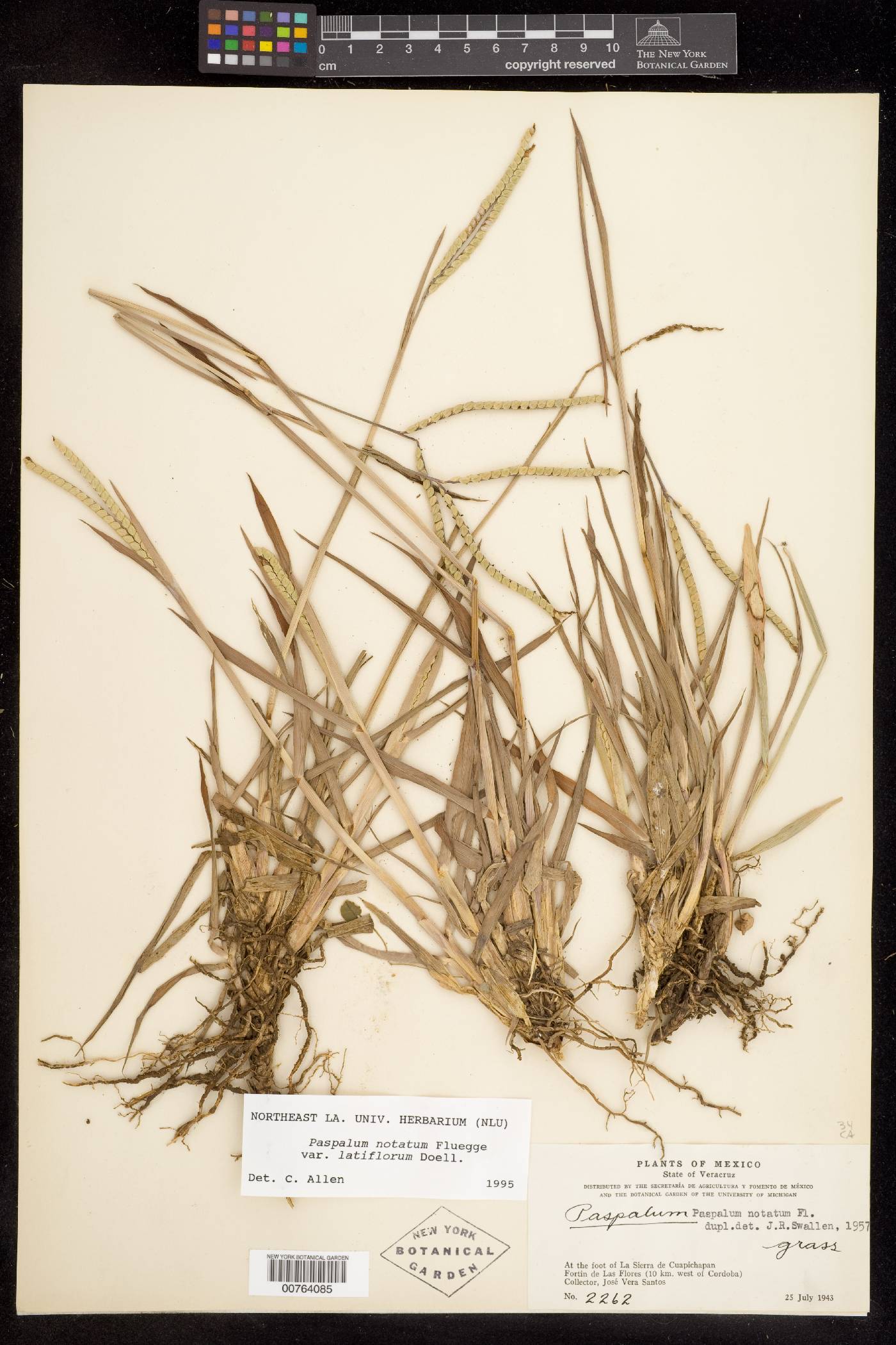 Paspalum notatum image