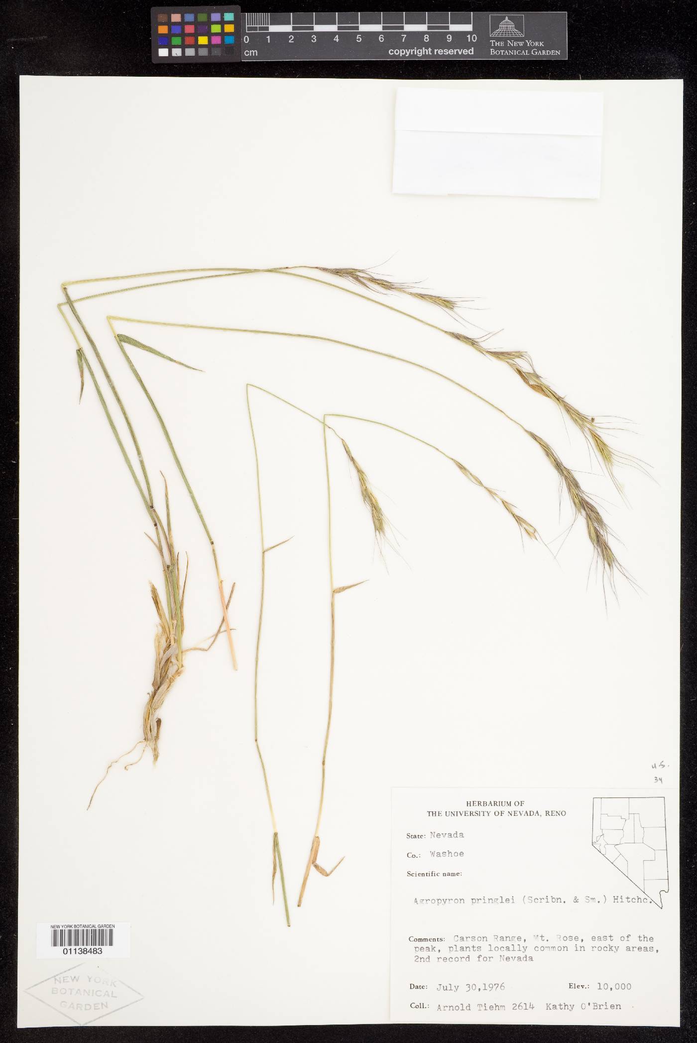 Elymus sierrae image