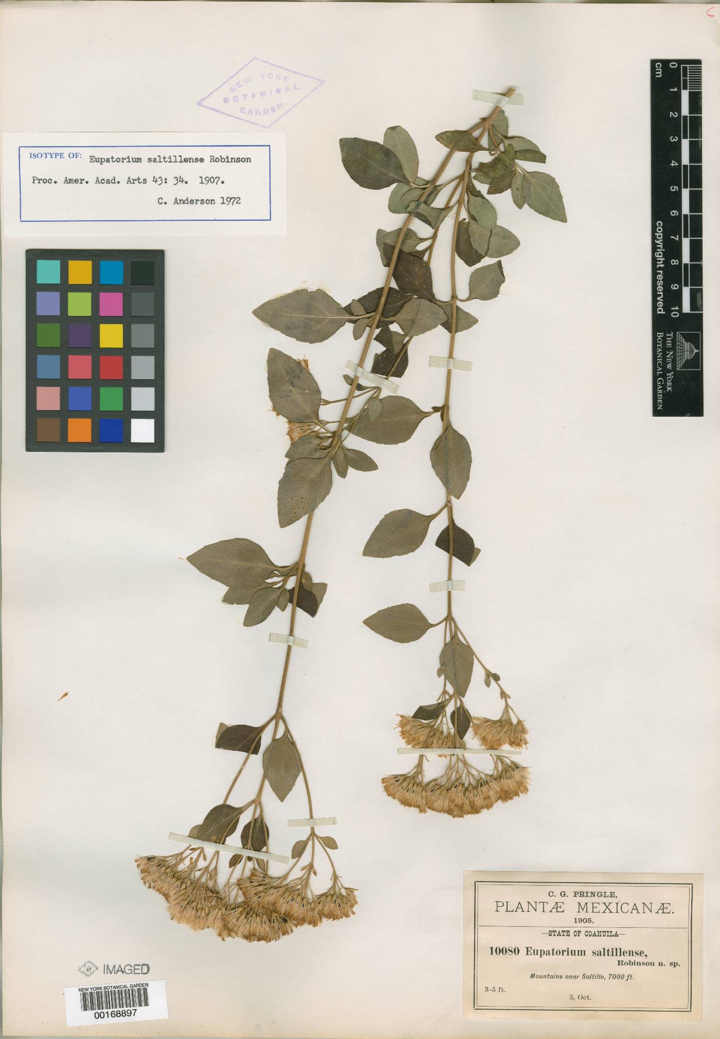 Ageratina saltillensis image