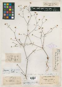 Oxytheca parishii image