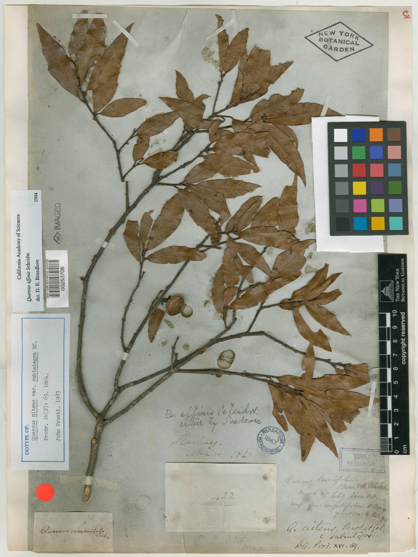 Quercus affinis image