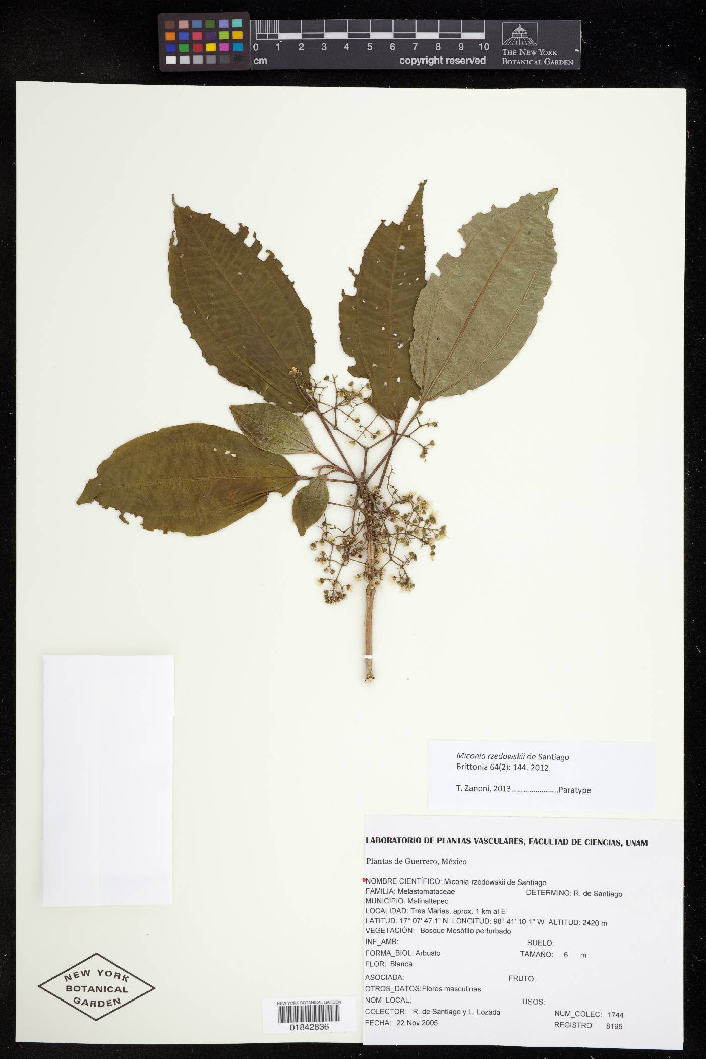 Miconia rzedowskii image