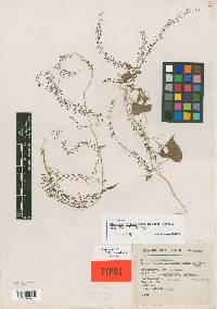 Dioscorea hintonii image