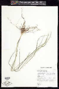 Zuloagaea bulbosa image