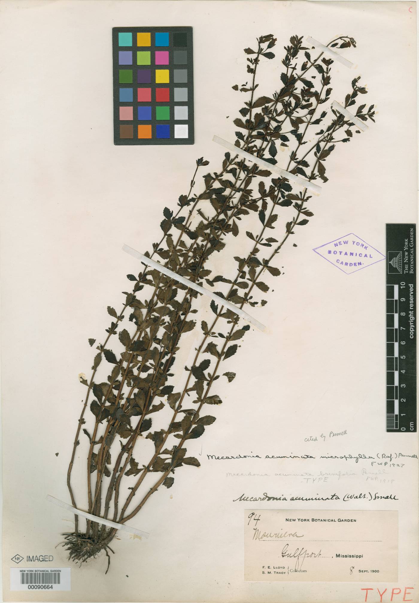 Bacopa acuminata var. brevifolia image